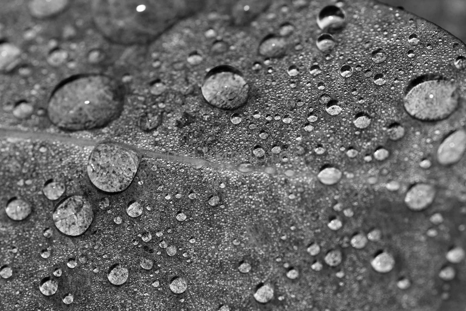 Close up view of a leaf with many droplets of water.