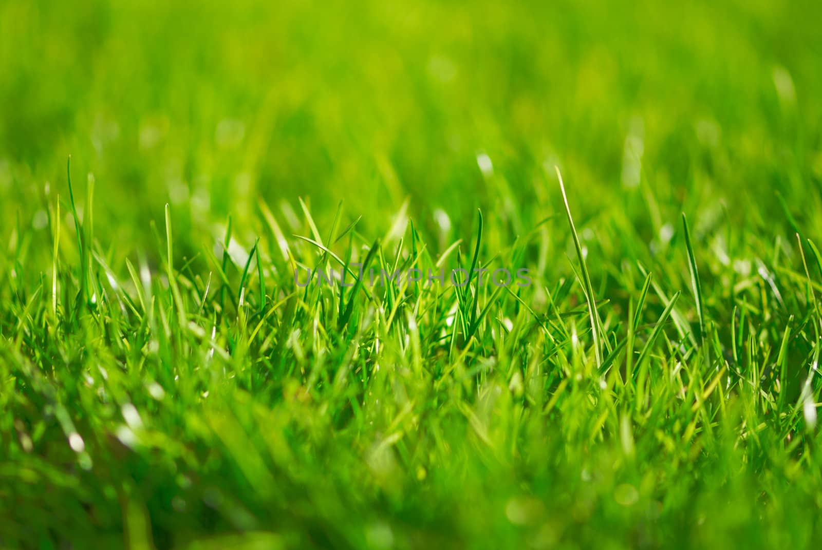 Green grass outdoor in the park