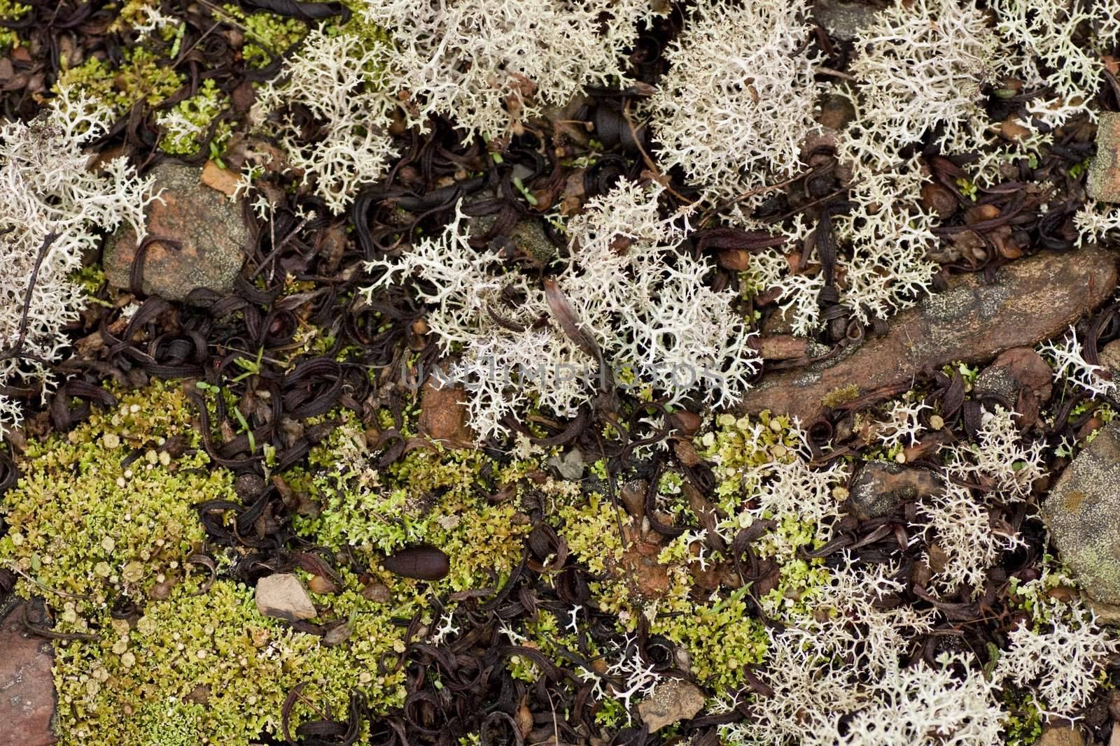 Top view of the wet ground of the forest.