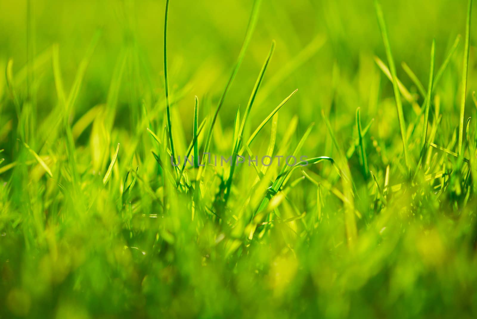 Grass by Olinkau