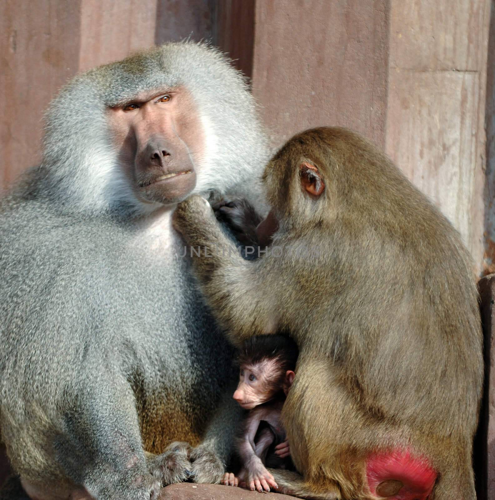 Monky family. Mother, father and baby