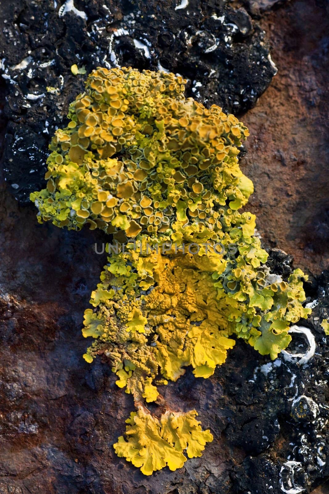 View of some yellow lichen growing on a piece of iron.