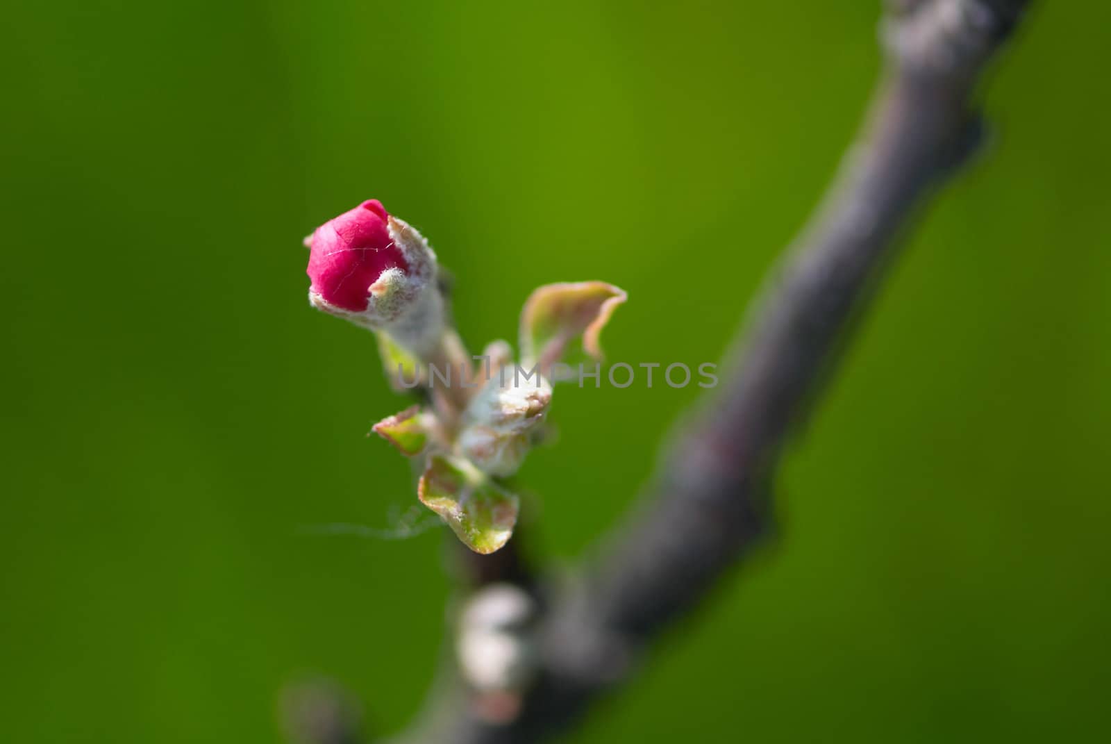 Bud of apple tree