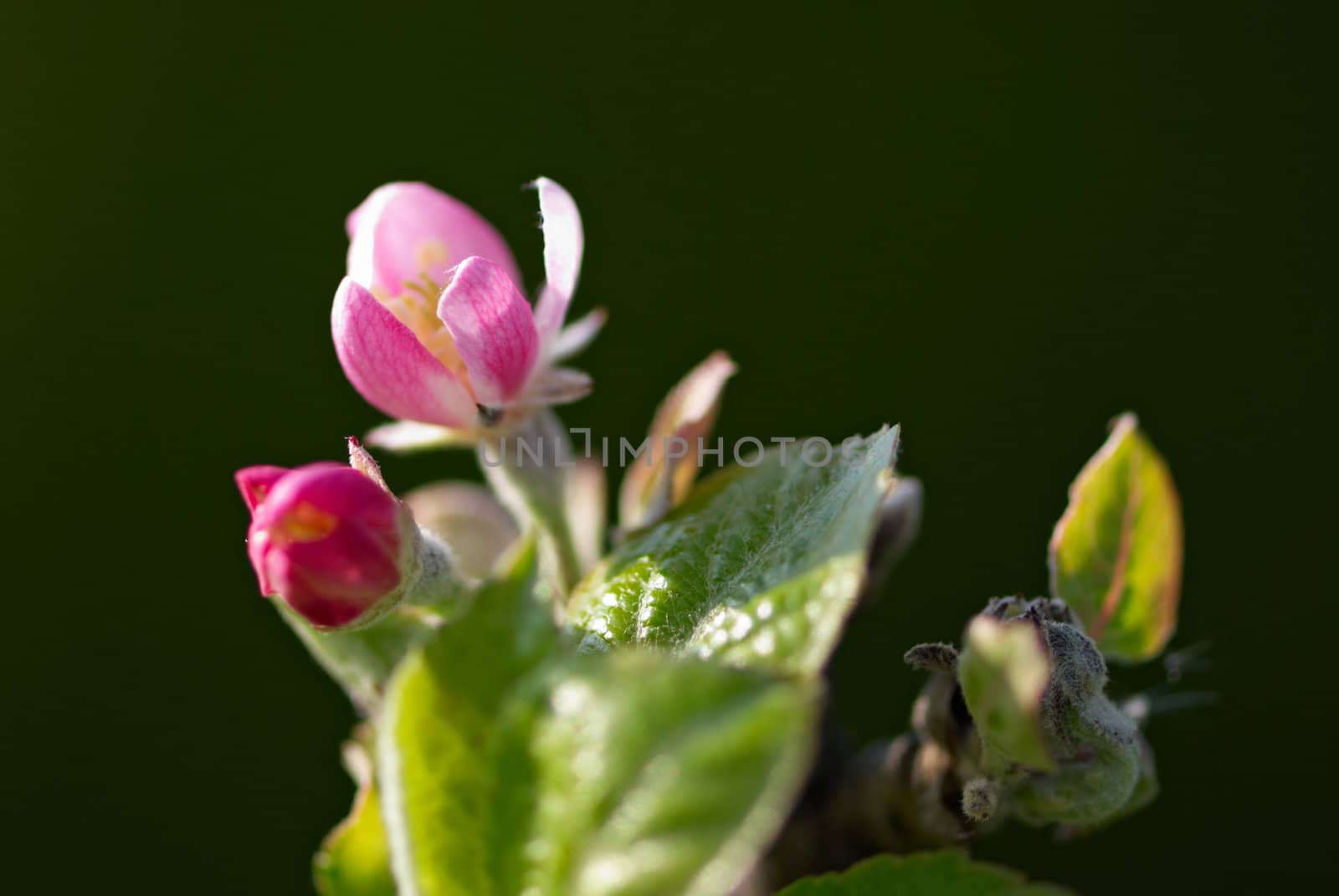 Tree flowers by Olinkau