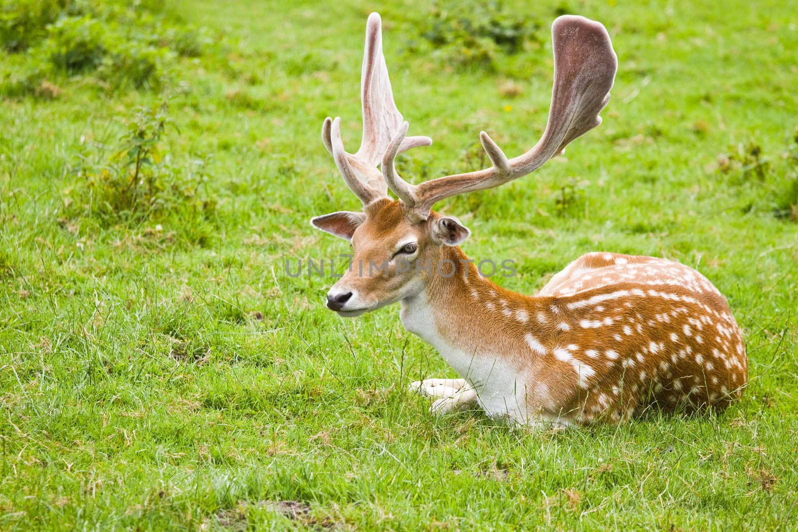 Fallow deer buck or Dama dama with shovel-shaped antlers in summer