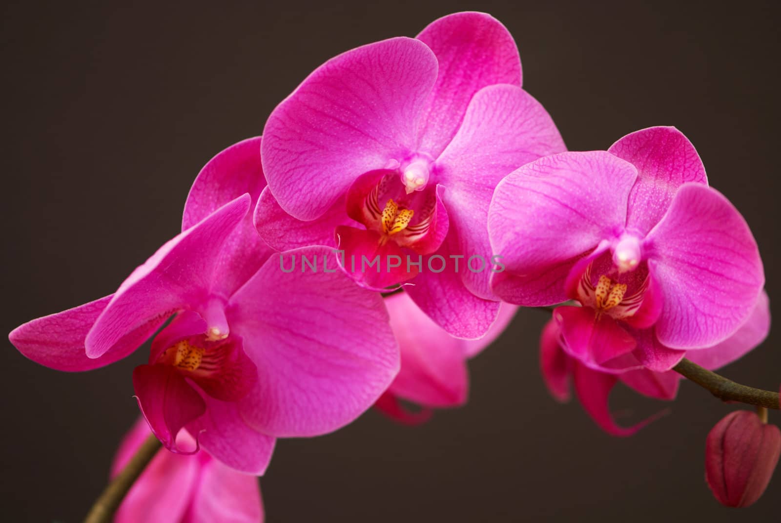 Pink orchid by Olinkau