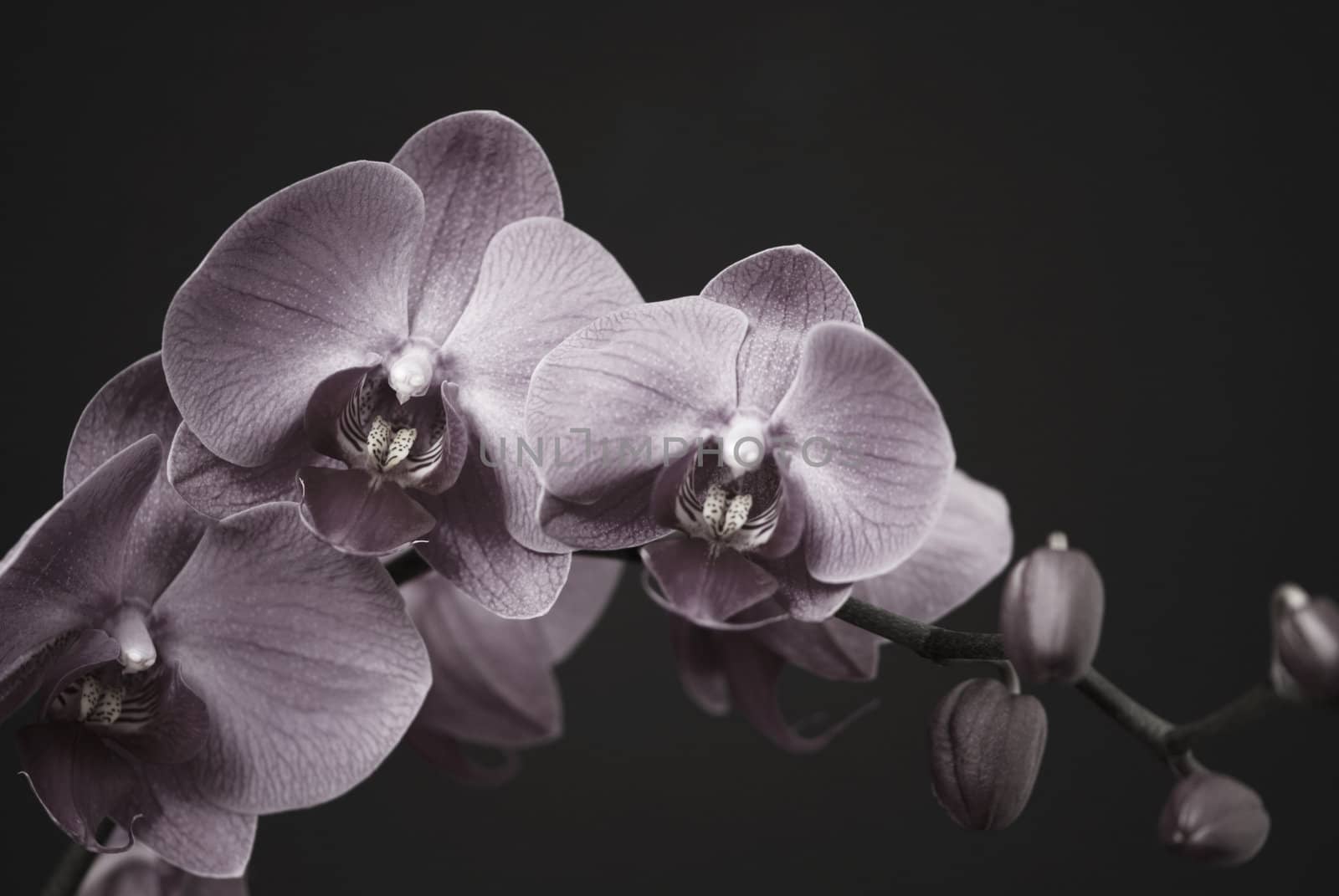 Orchid with a buds in black and white on a black background