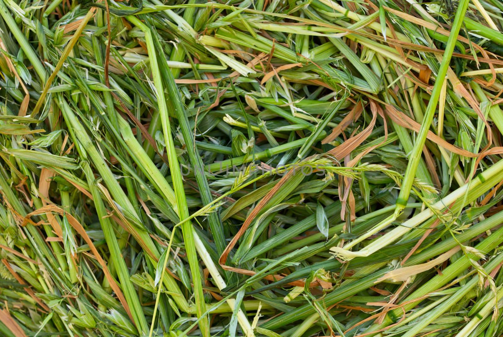 Straw texture green, brown, yellow
