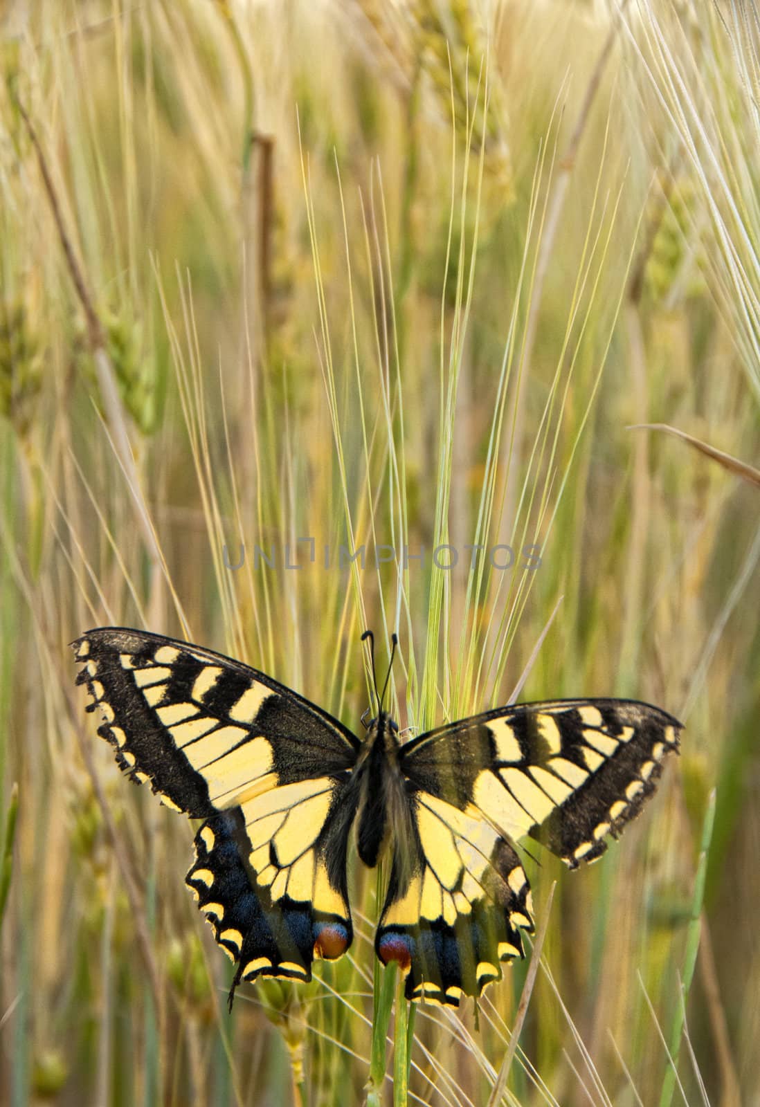 Eastern Festoon Butterfly by urmoments