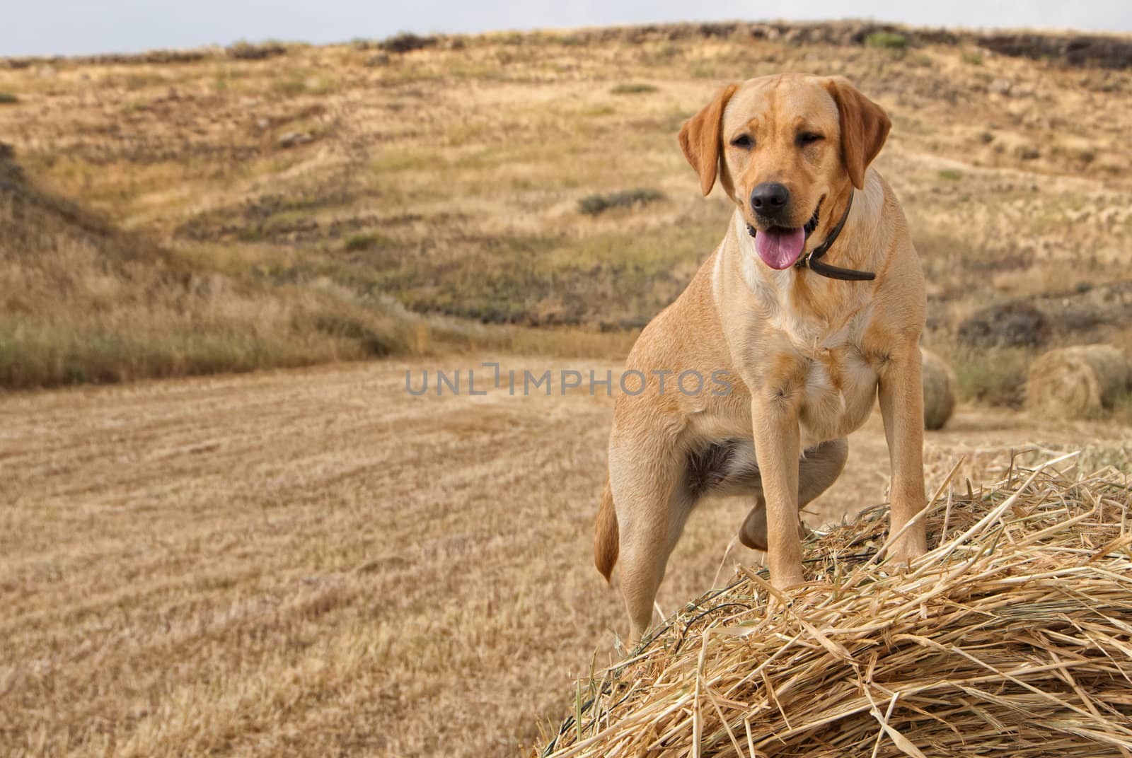 Golden Labrador on a Hay Stack.
