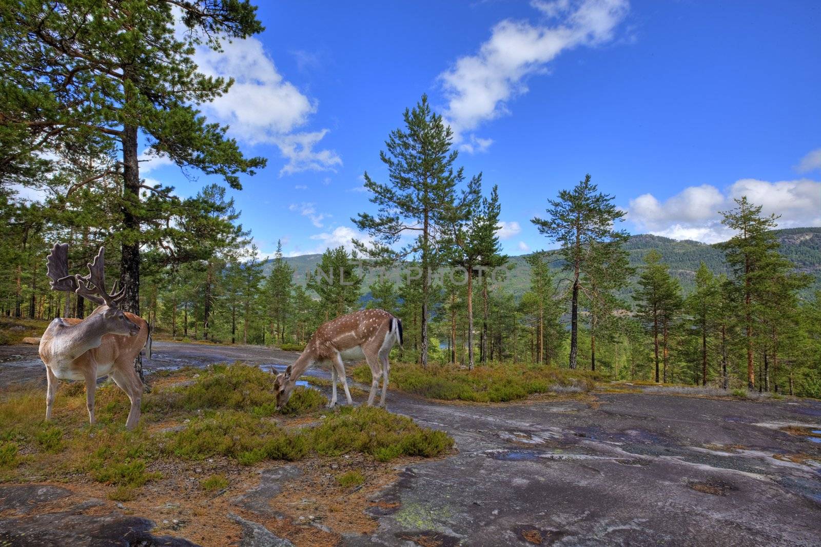 A male and a female deer in the norwegian forest