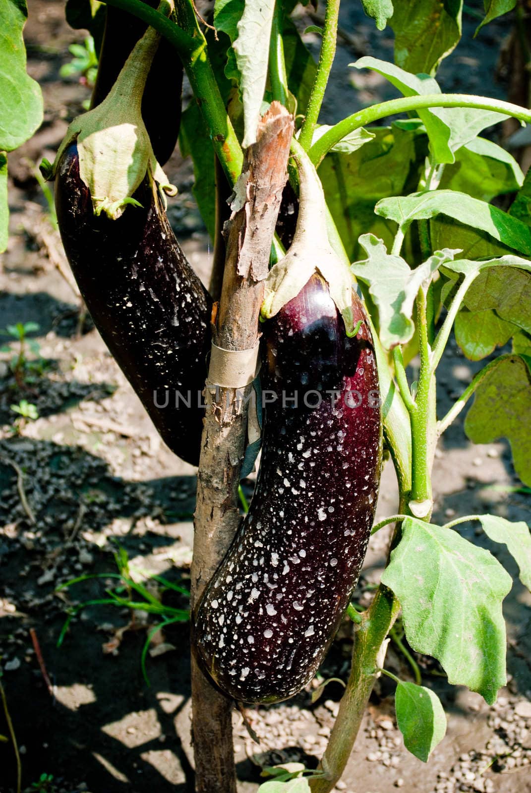 Fresh Eggplants in the garden after a rainy day