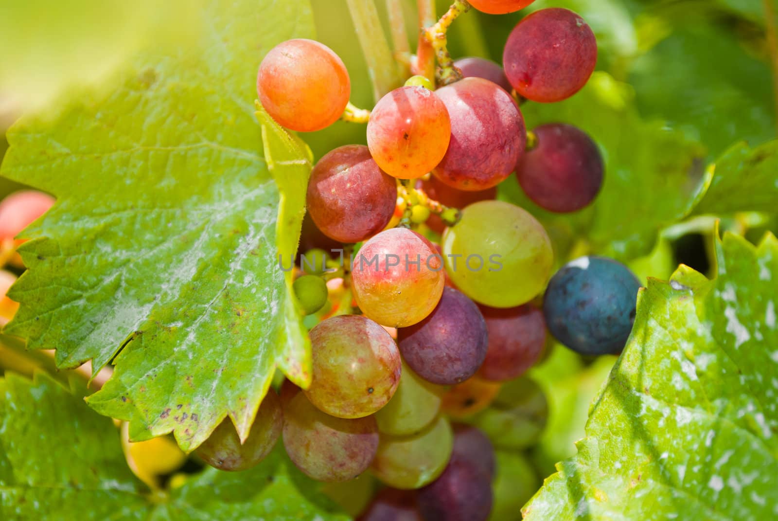 Close-up of a bunch of grapes on grapevine  by betterinall