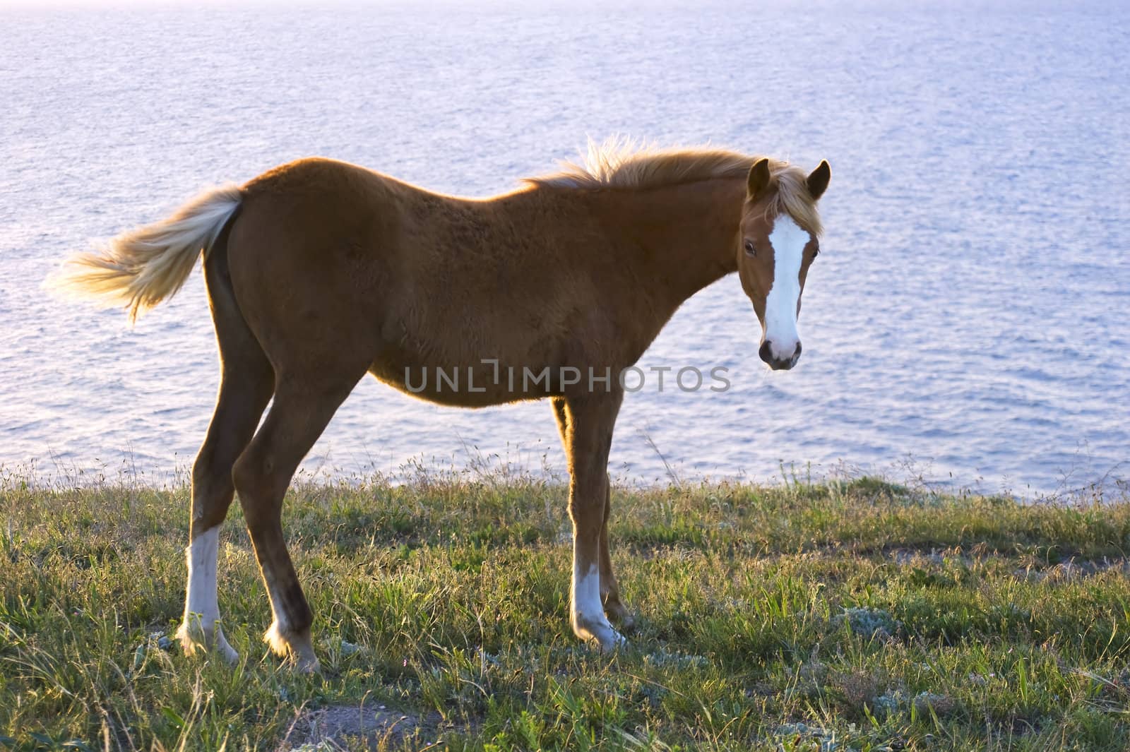 Horse browsing on the pasture in front of the sea