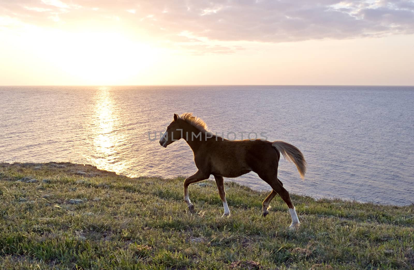 Horse browsing on the pasture in front of the sea