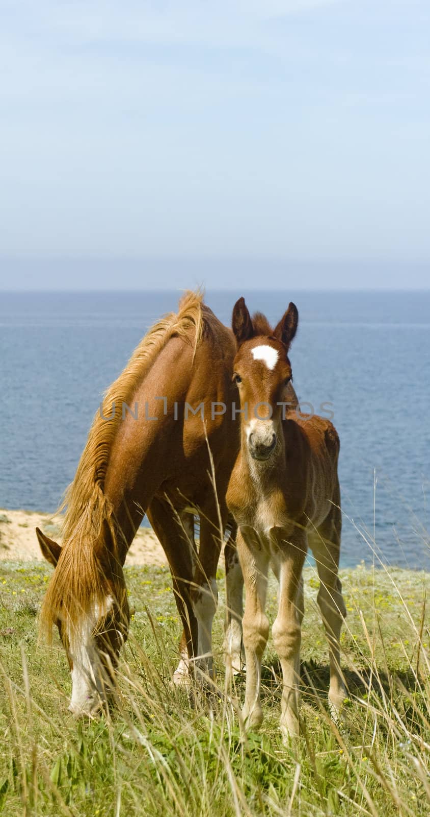 Mare and foal in front of the sea.