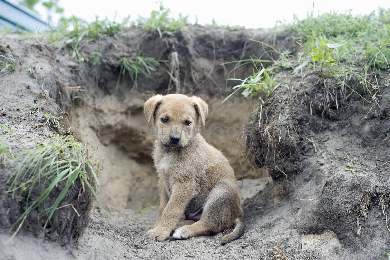  Homeless puppy near the hole