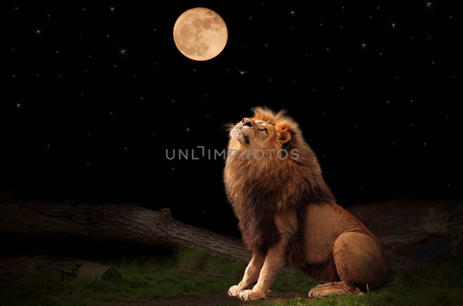 Lion by kjorgen