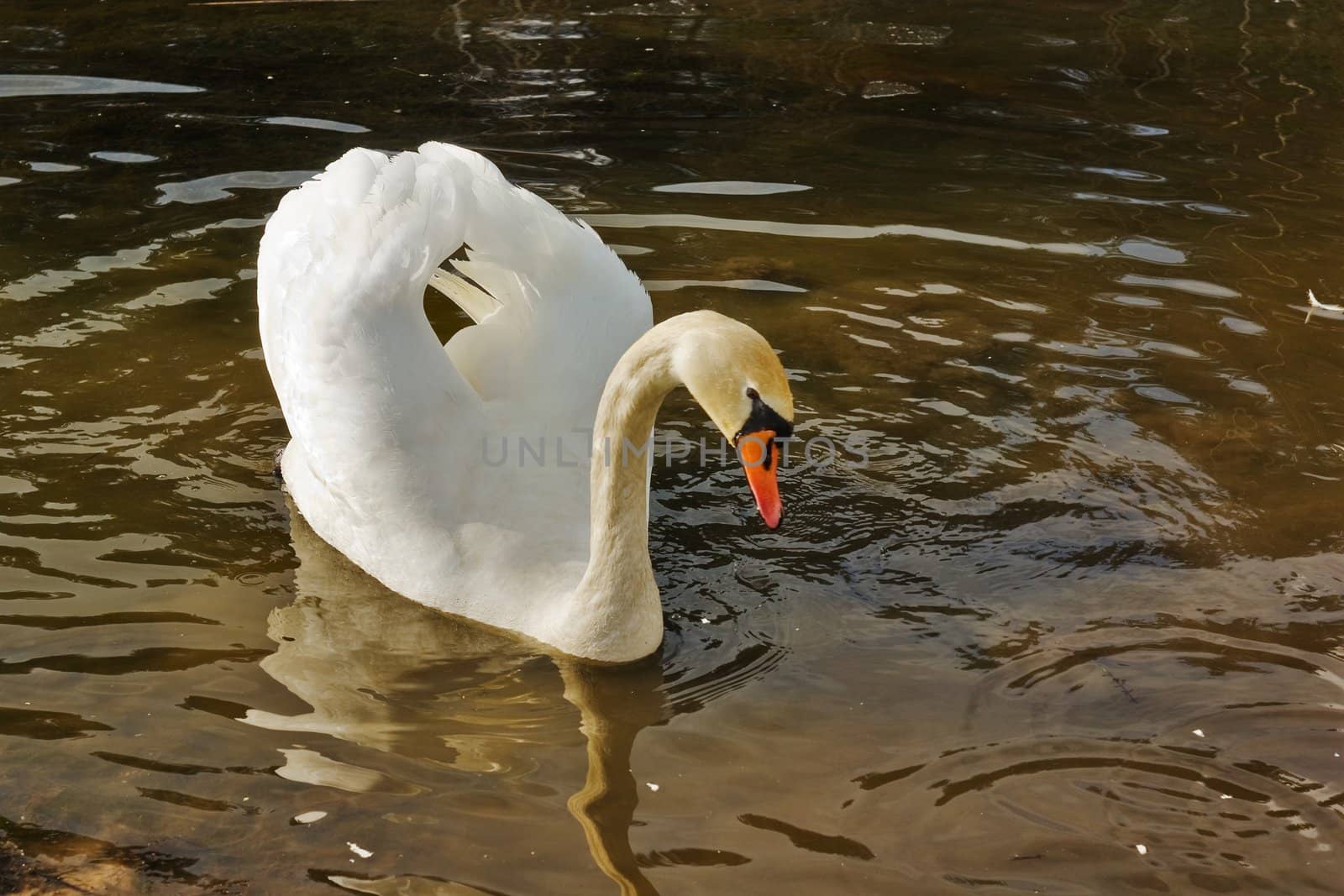 white swan float on brown spring water