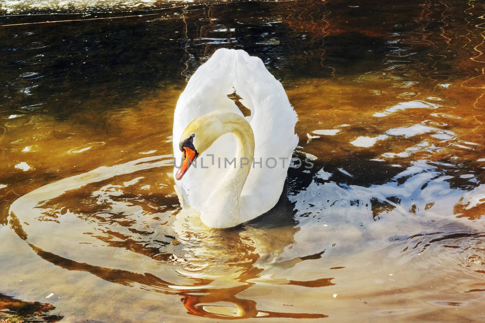 white swan float on brown spring water