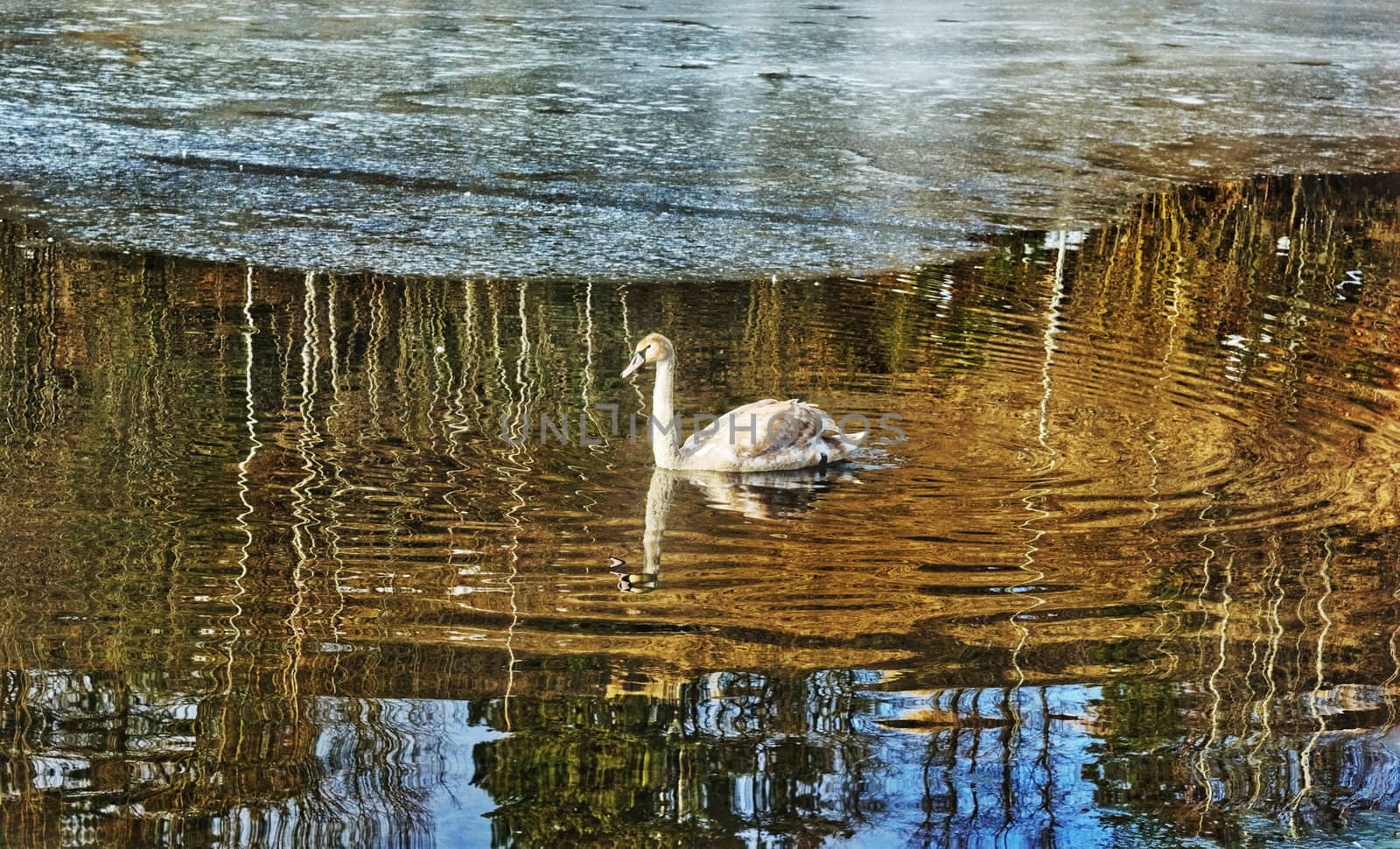 young  swan on spring water with ice