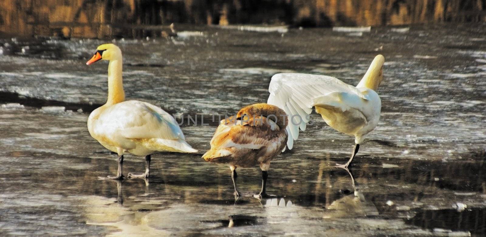 Swans stand on concealing spring ice