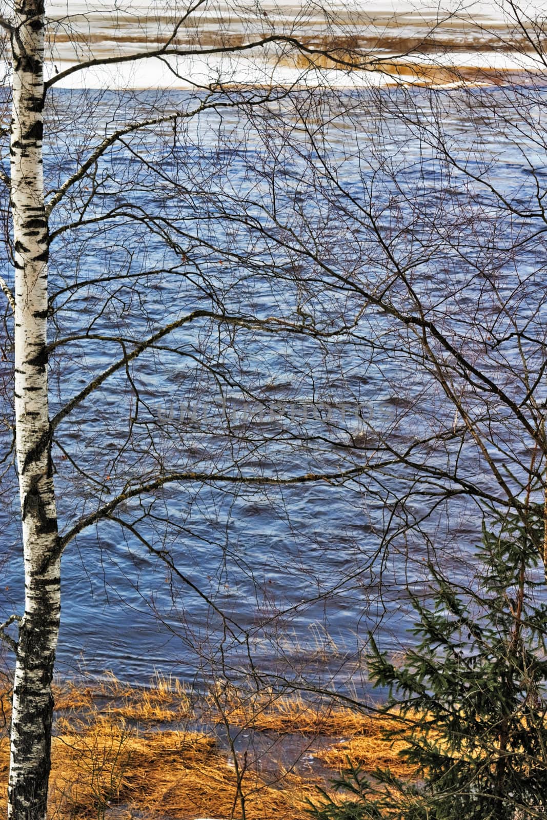 birch over blue spring river
