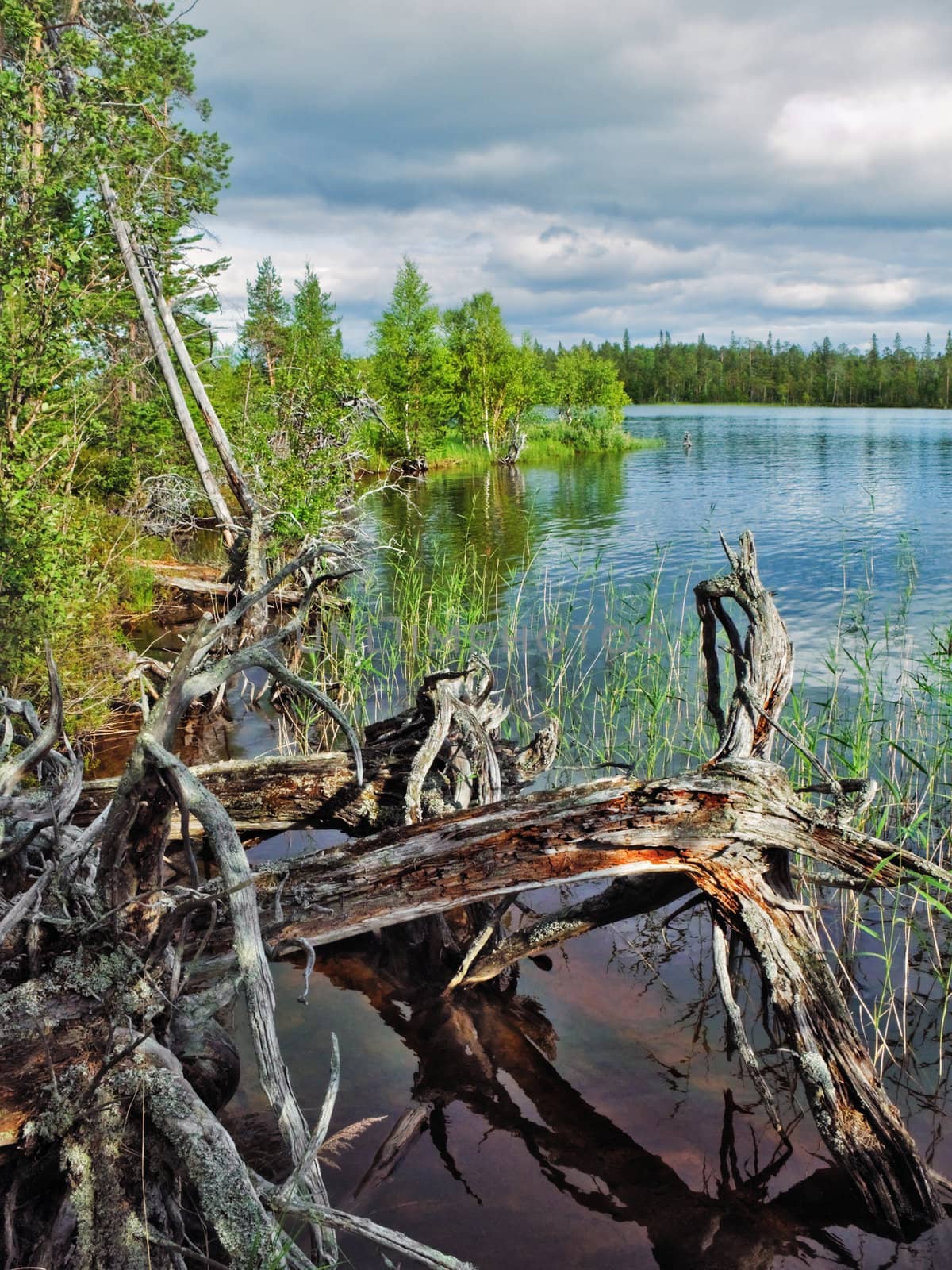 The old fallen trees in wild lake water