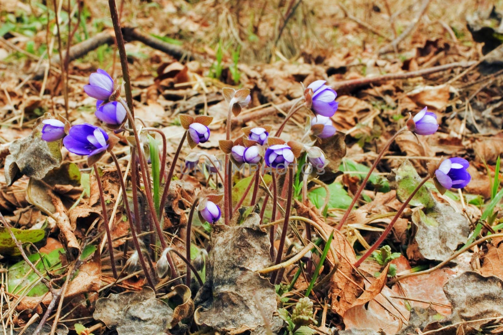 The first spring flowers - hepatica nobilis