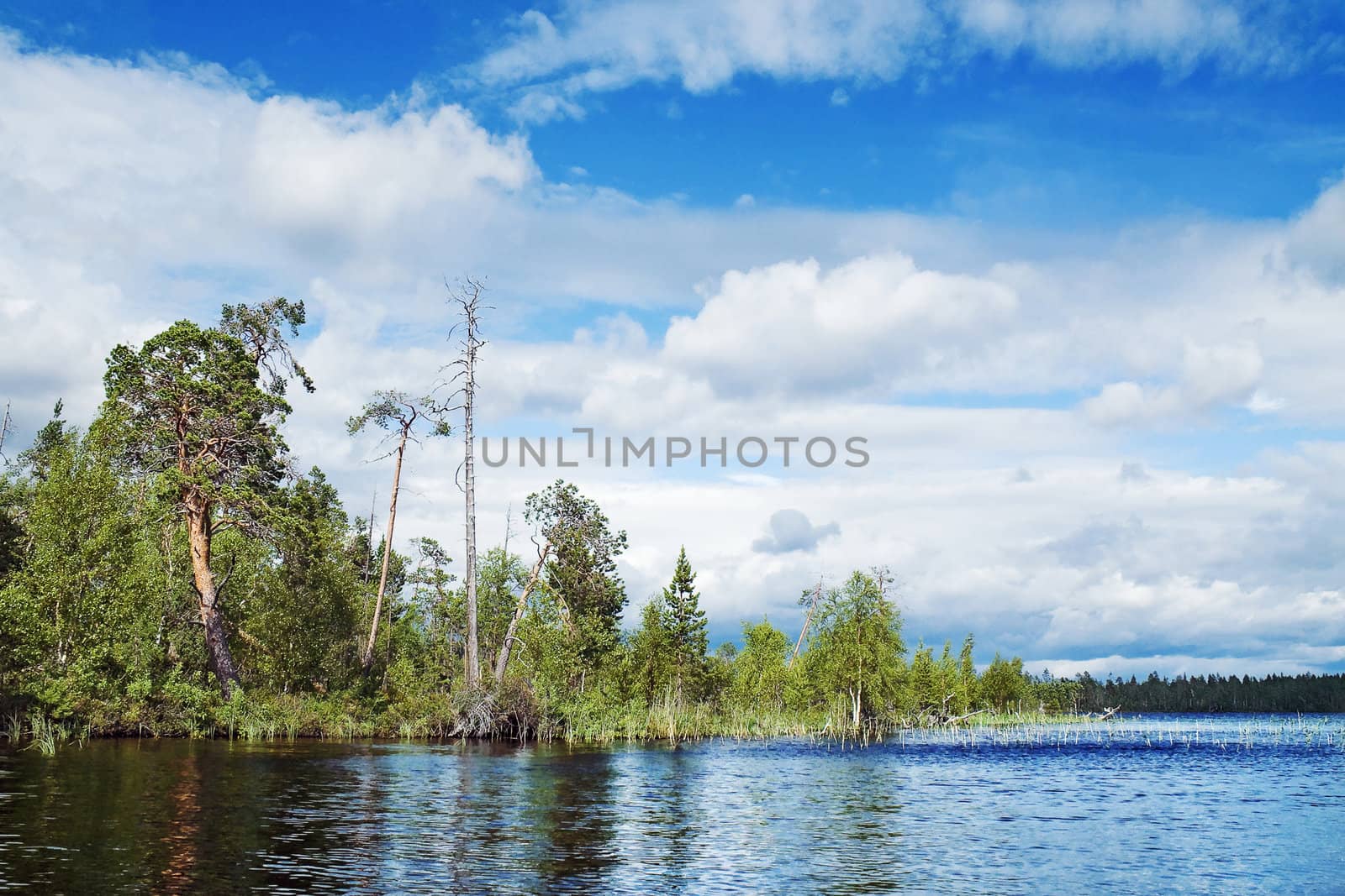 wild lake coast under blue cloudy sky