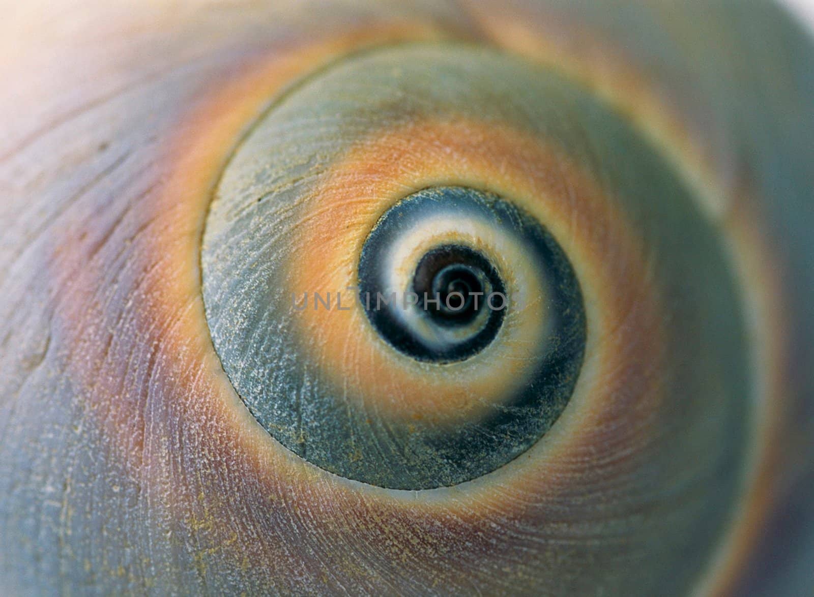 Detailed macro shot of the pattern and multiple colors of the Moon Snail Shell