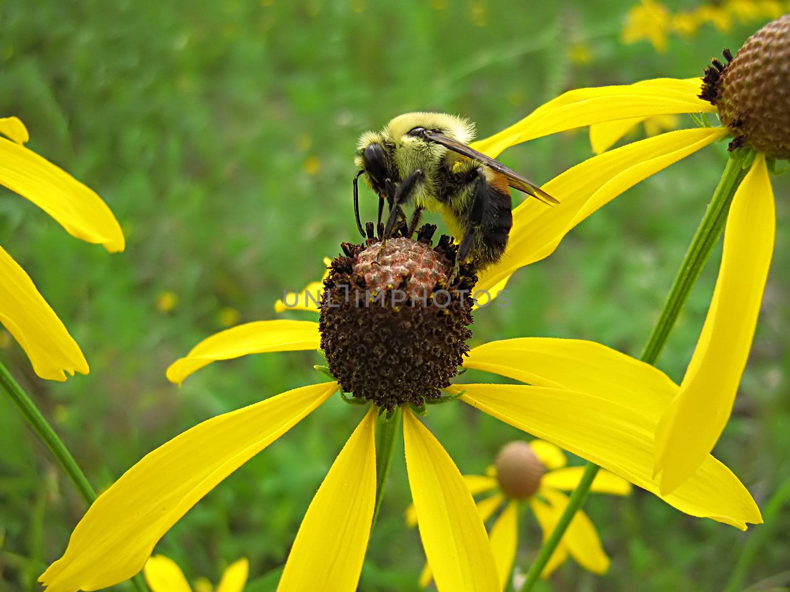 A photograph of a bee on a yellow flower.