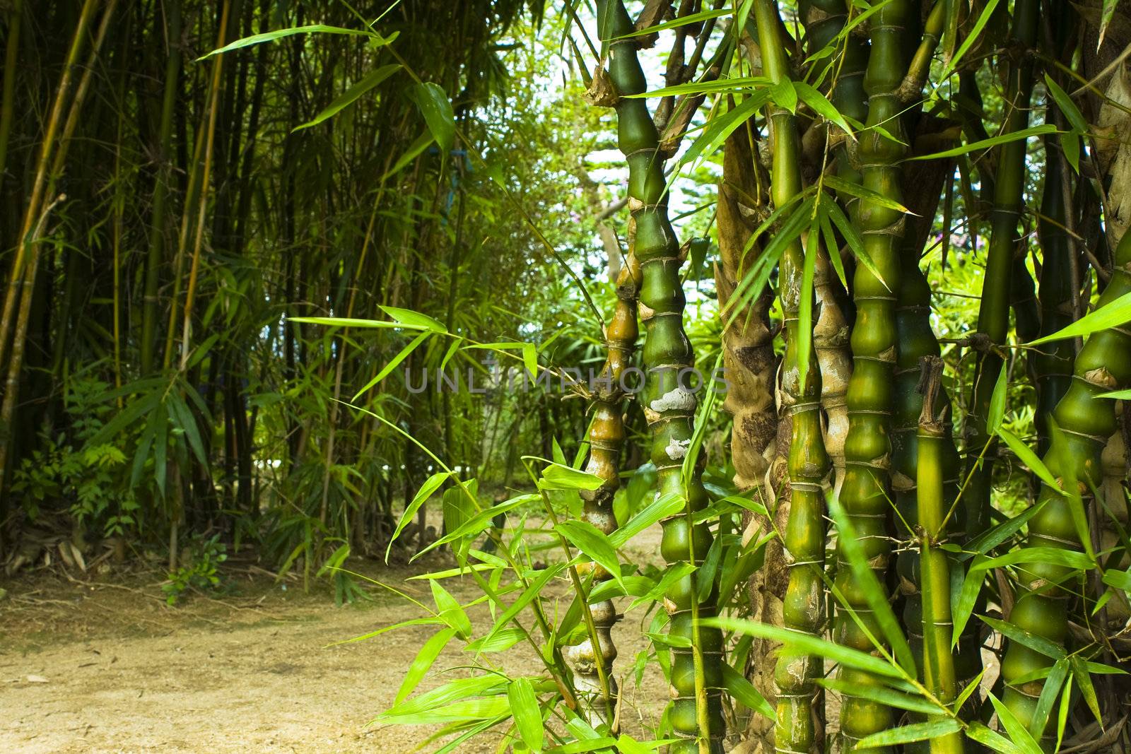 Asian Bamboo forest in hong kong for texture