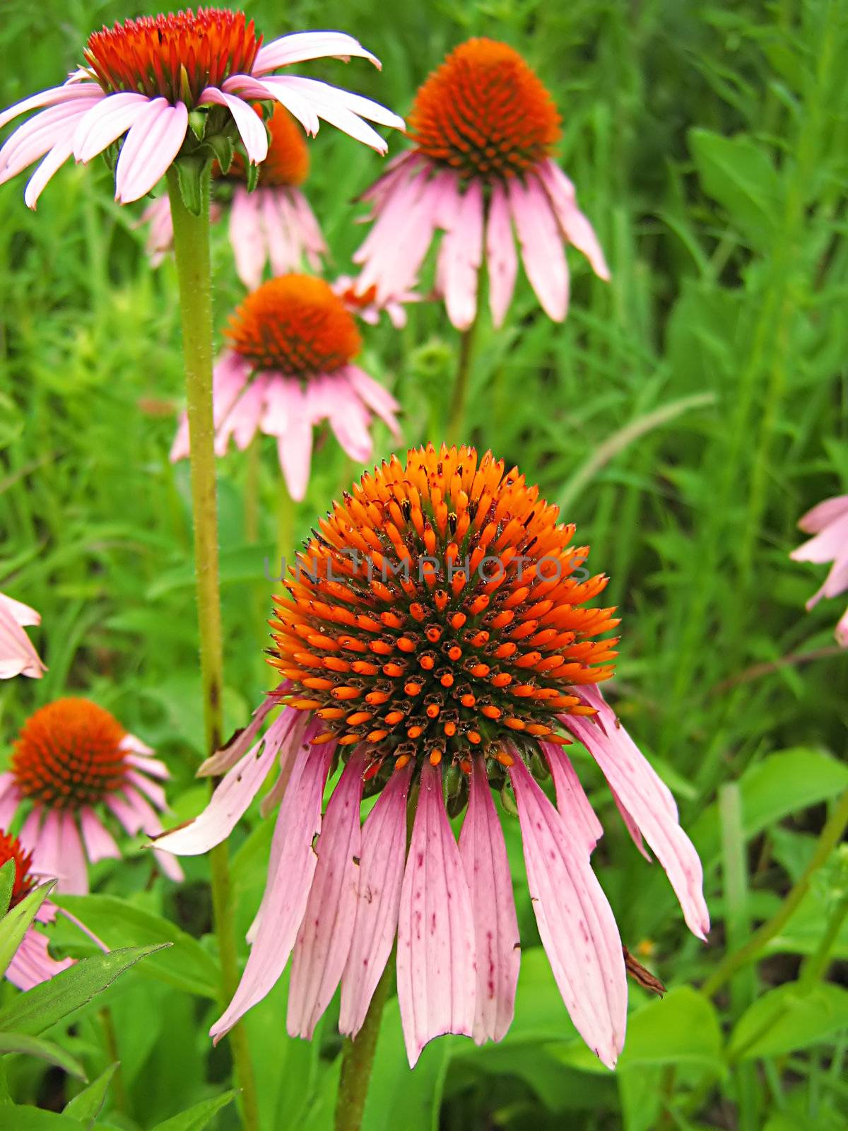 A photograph of a pink flower in a field.