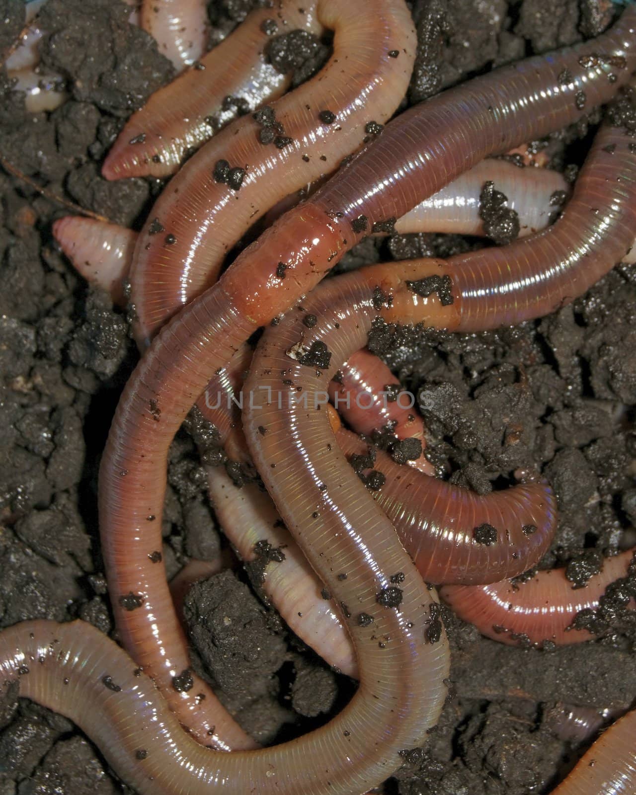 Nightcrawler earth worms used for fishing bait.