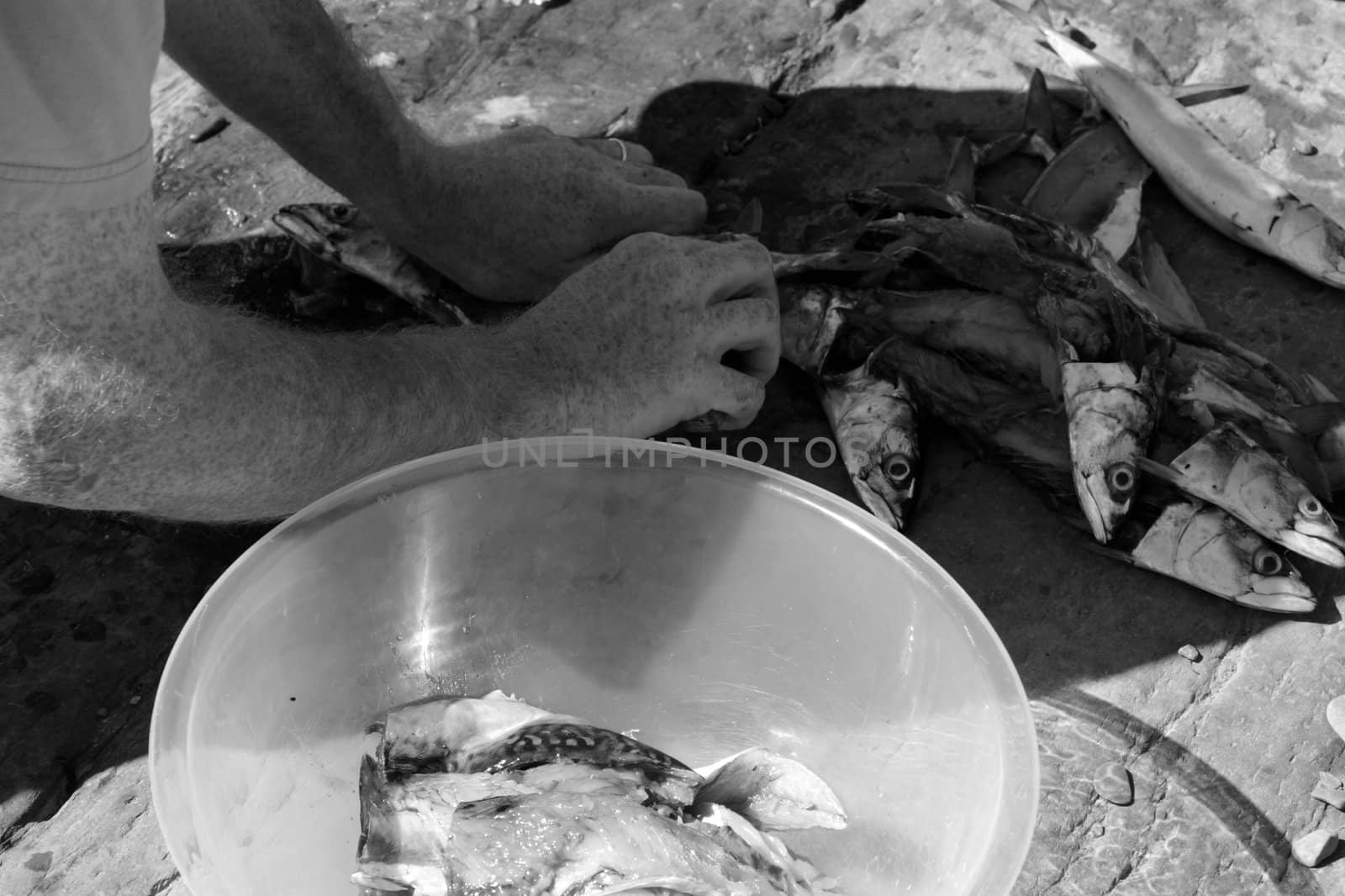 a fisherman preparing a catch of mackerel on the rocks of the coast of ireland