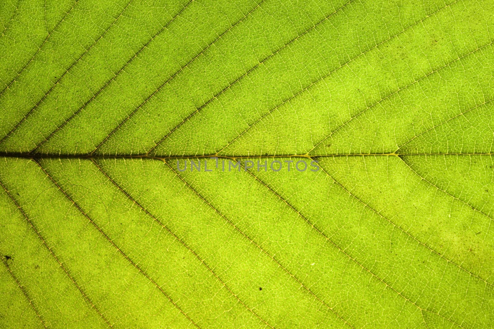 Green leaf by Arsen