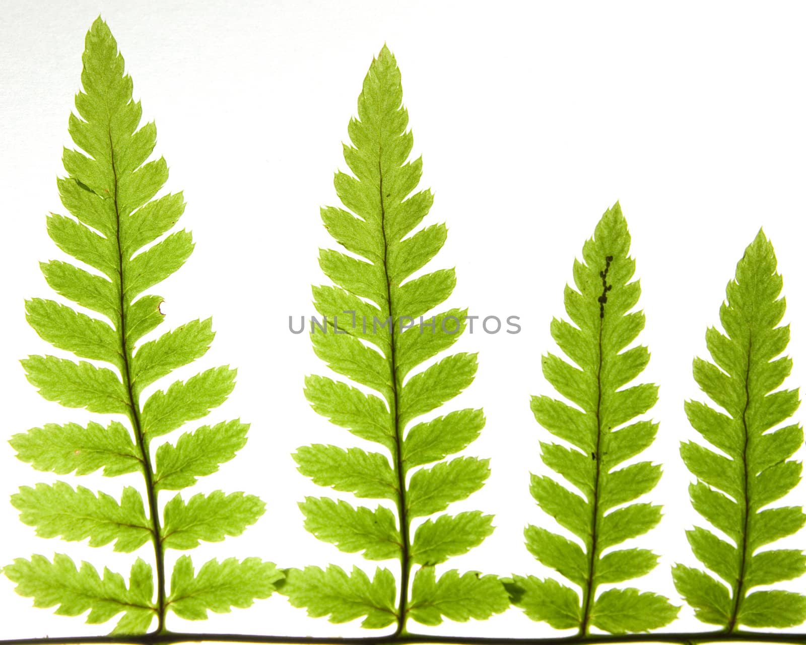 Detail of green fern leaves isolated