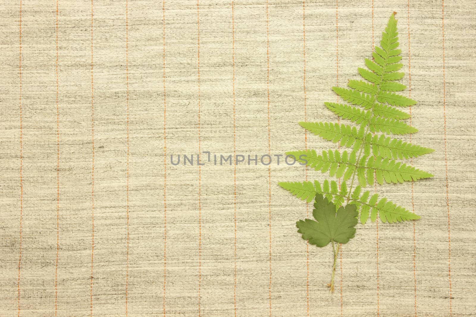 Dried green leaves over fabric textile by Arsen