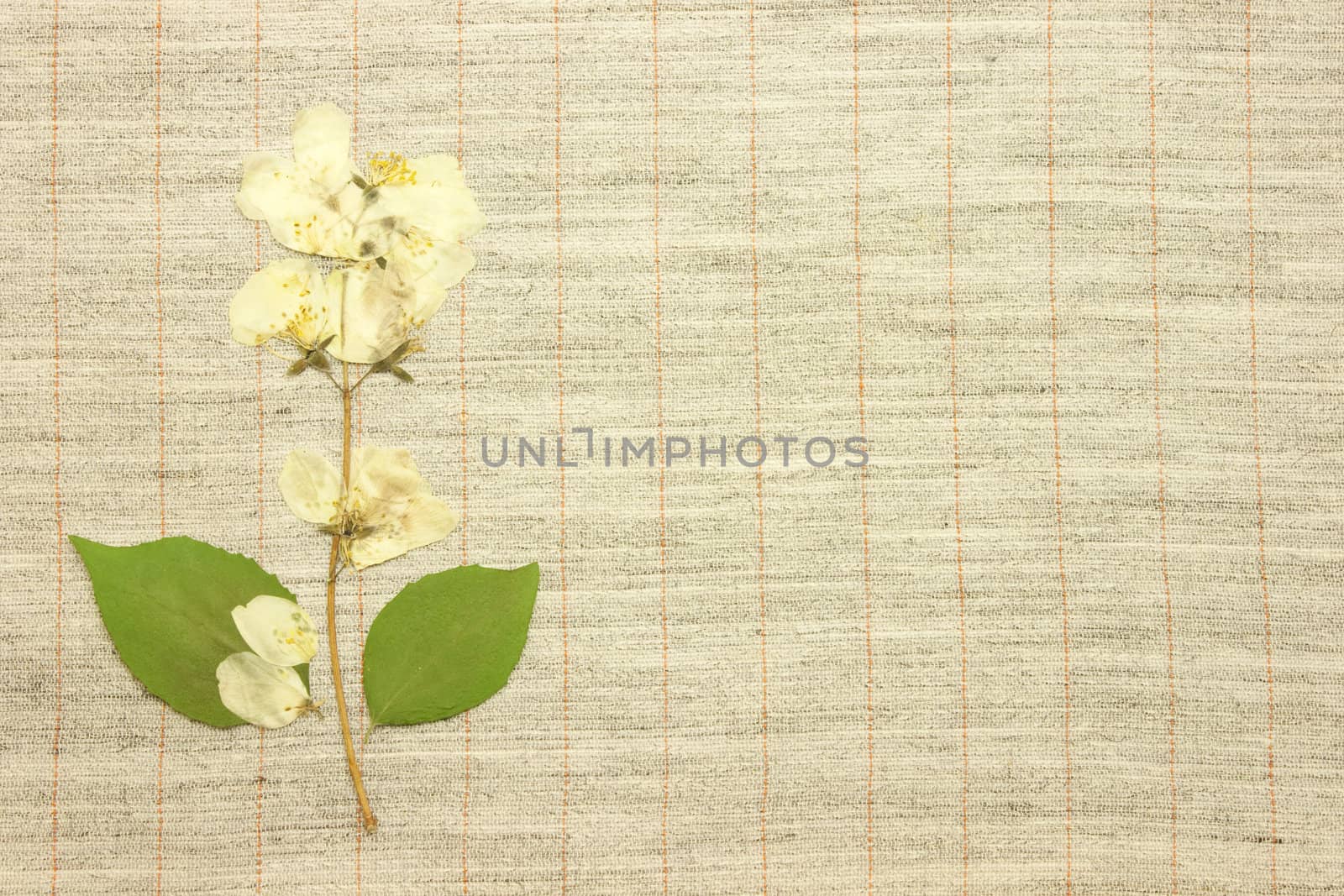 Dried jasmine over natural linen striped textured fabric textile