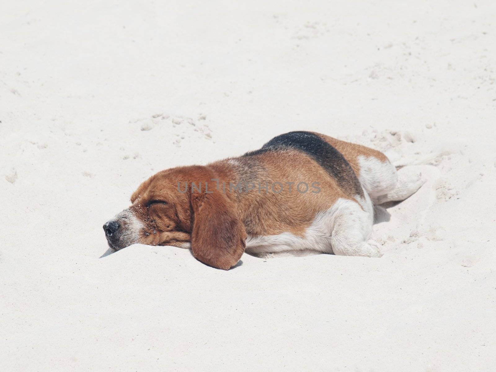 Cute beagle sleeping on a white sand beach