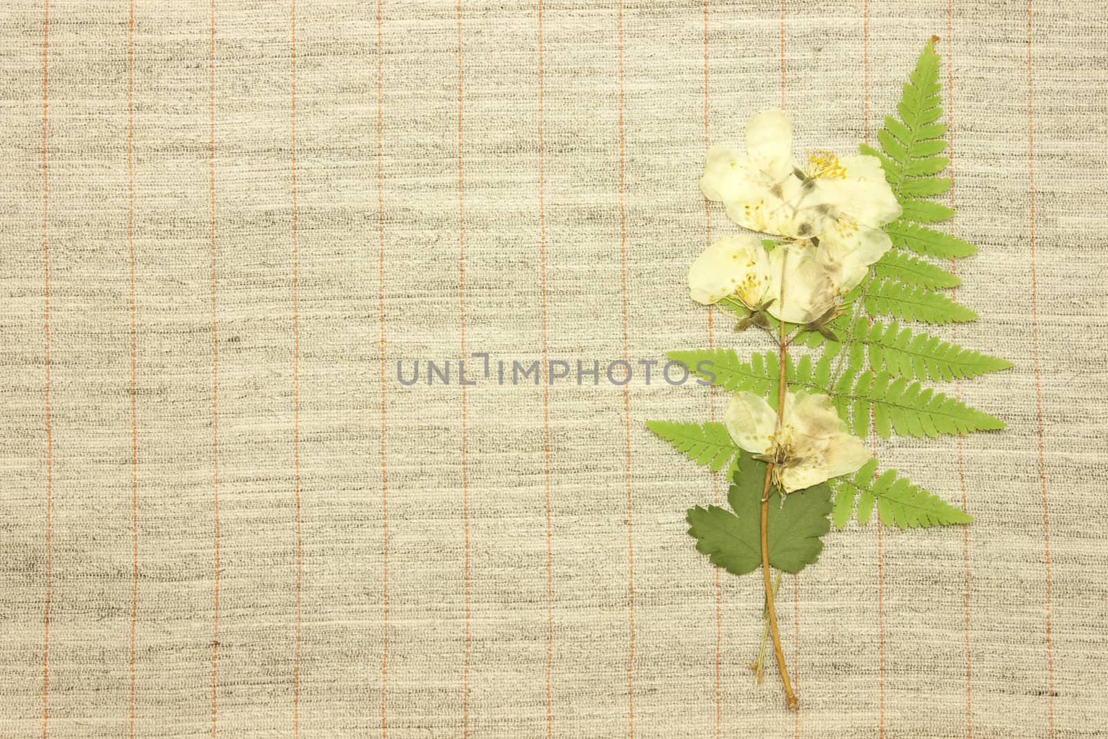 Dried jasmine over natural linen striped textured fabric textile