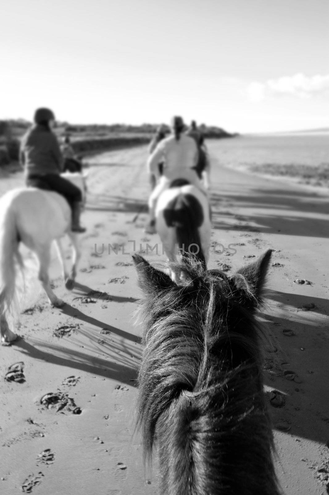 a riders view of a pony ride on a beautiful beach in county kerry ireland in black and white
