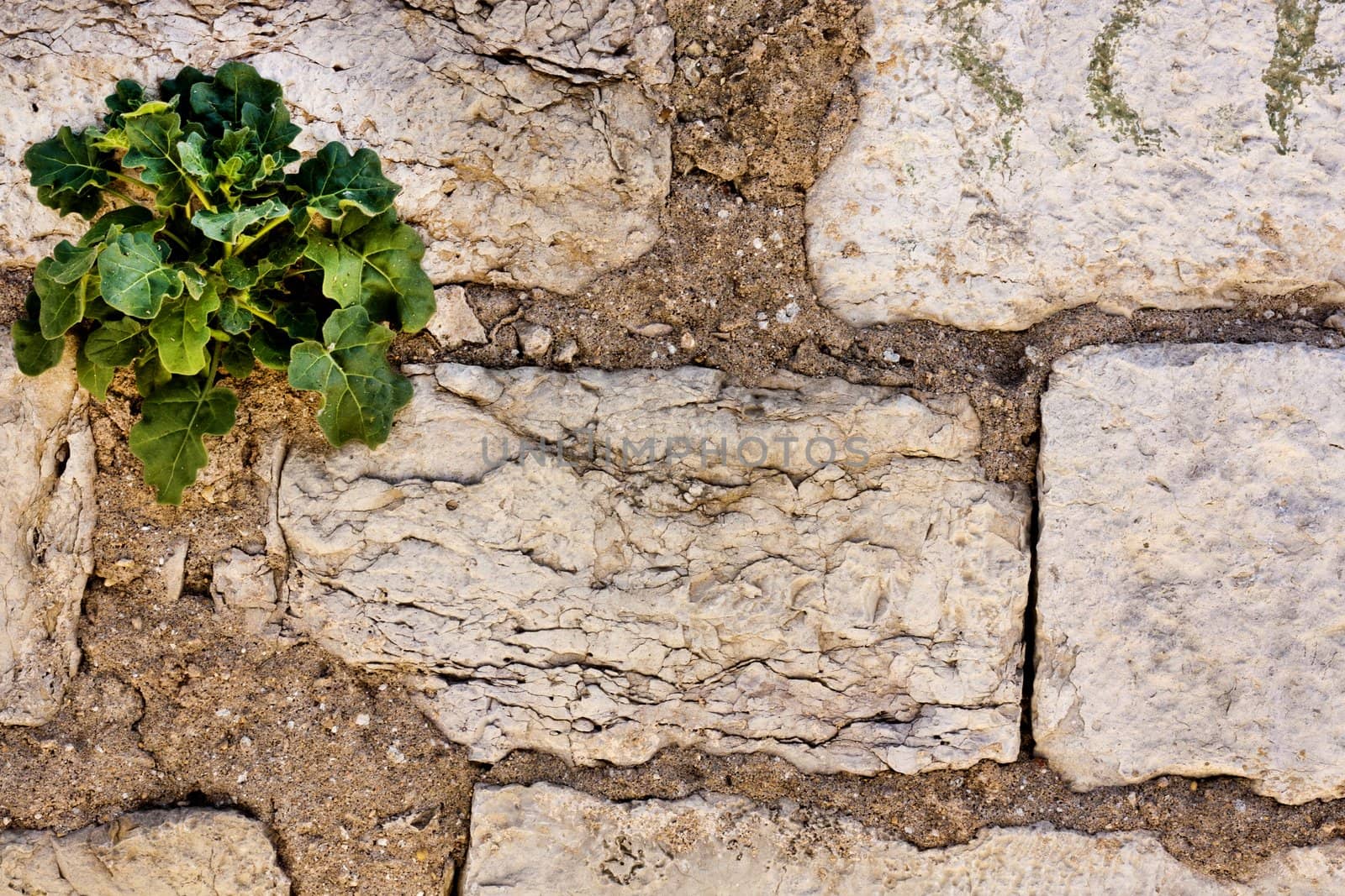 Close up view of a worn textured brick wall.