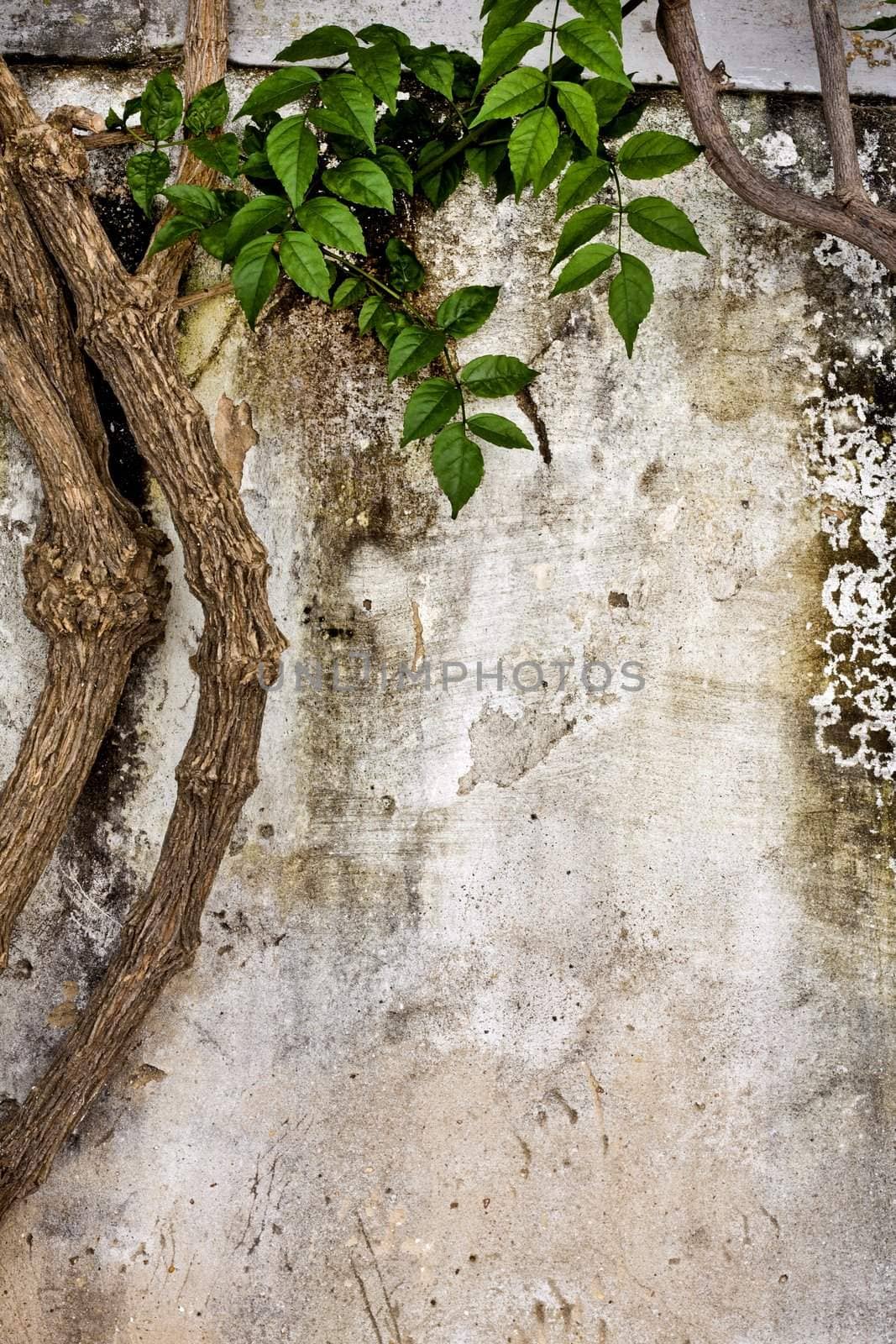 Close up view of a worn textured cement wall with crawler plant.