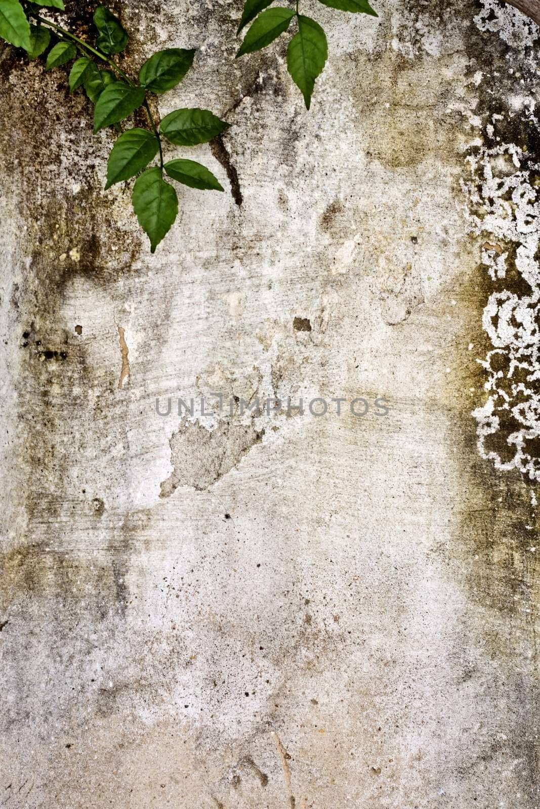 worn textured cement wall with crawler plant by membio