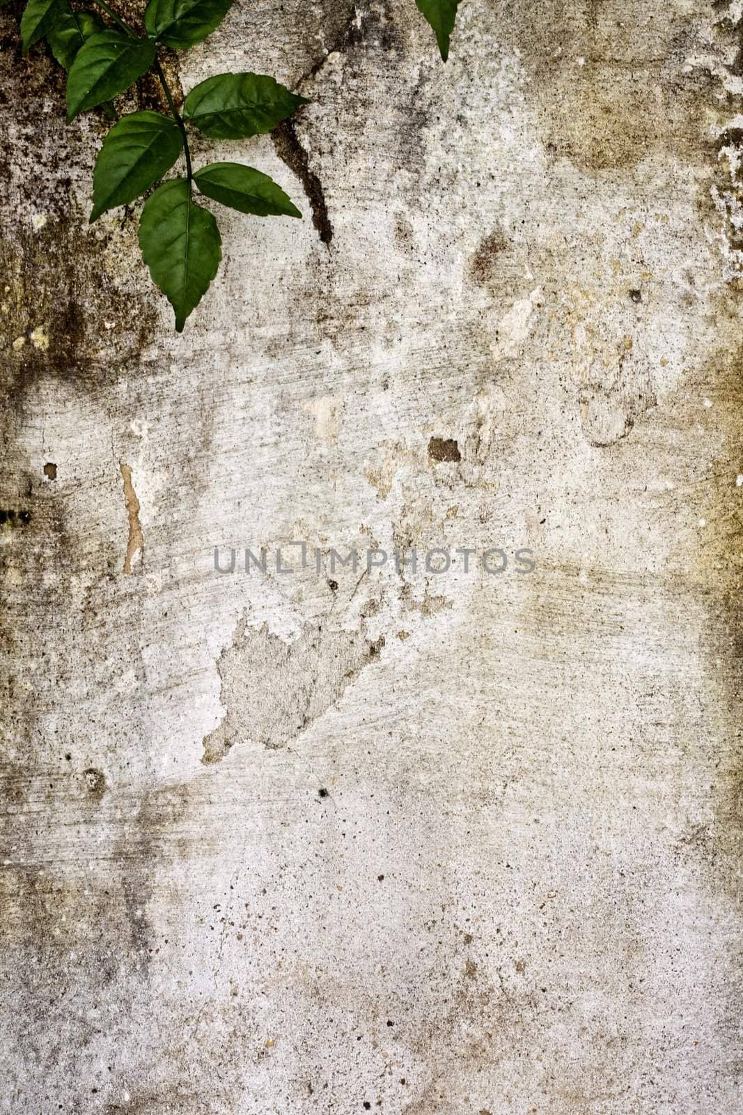 Close up view of a worn textured cement wall with crawler plant.