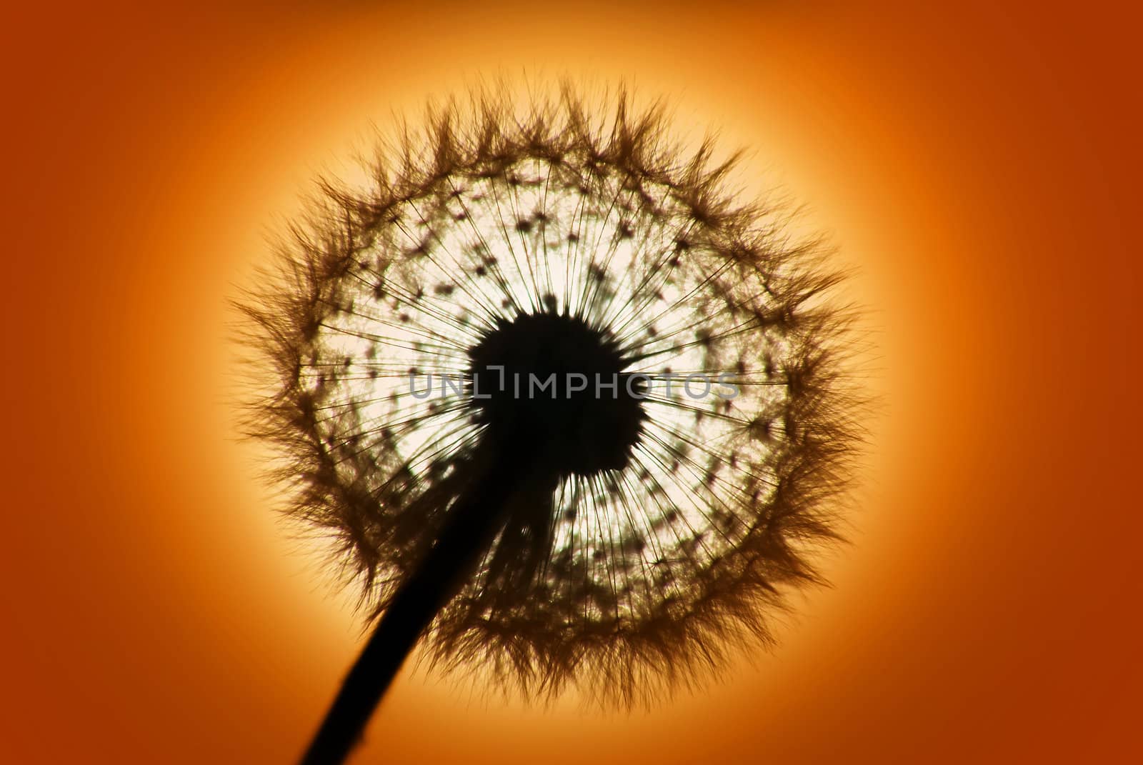 Sunset dandilion by f/2sumicron