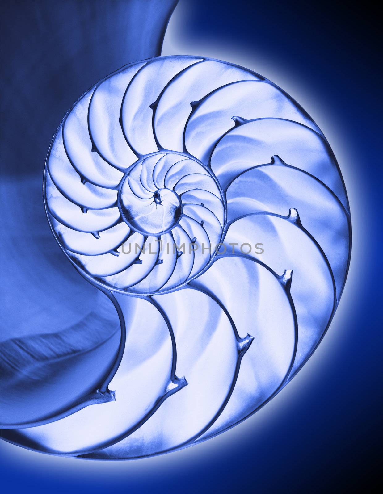 nautilus shell in negative form cut in half with blue tones