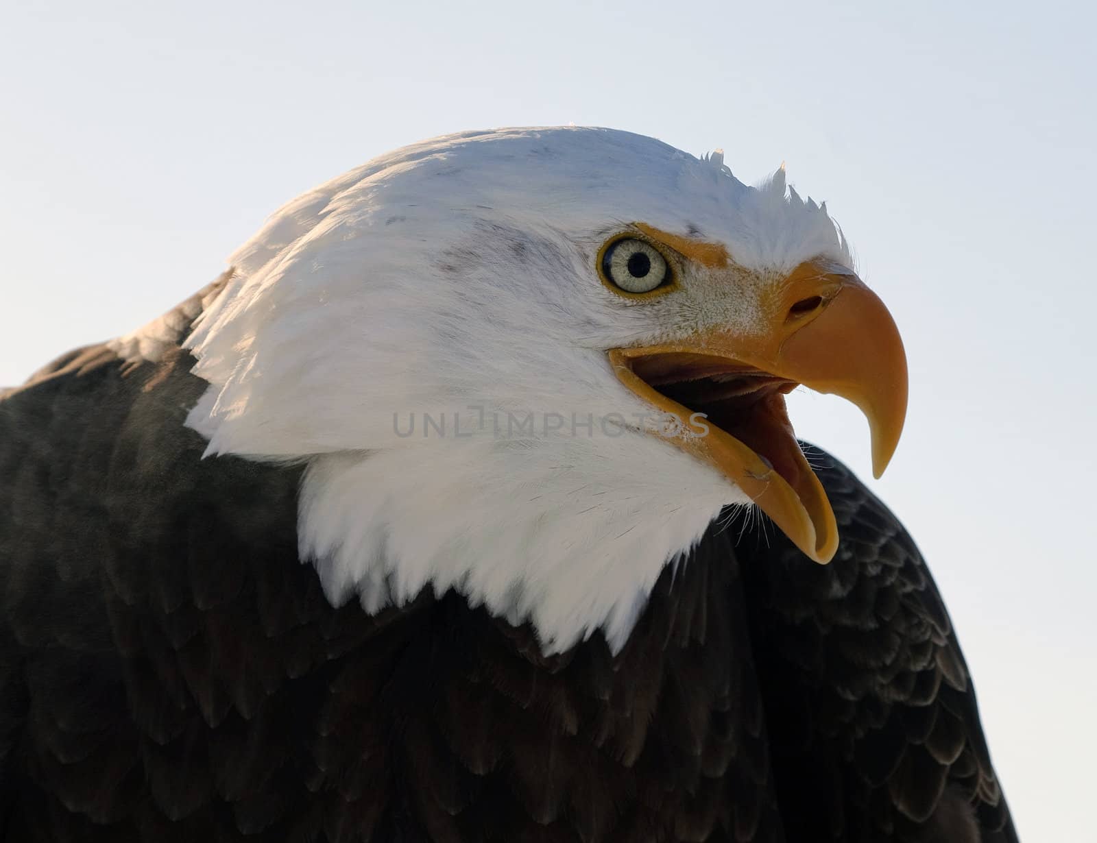 Portart of an American Bald Eagle bird of prey